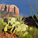 Prickly Pear & Ocotillo